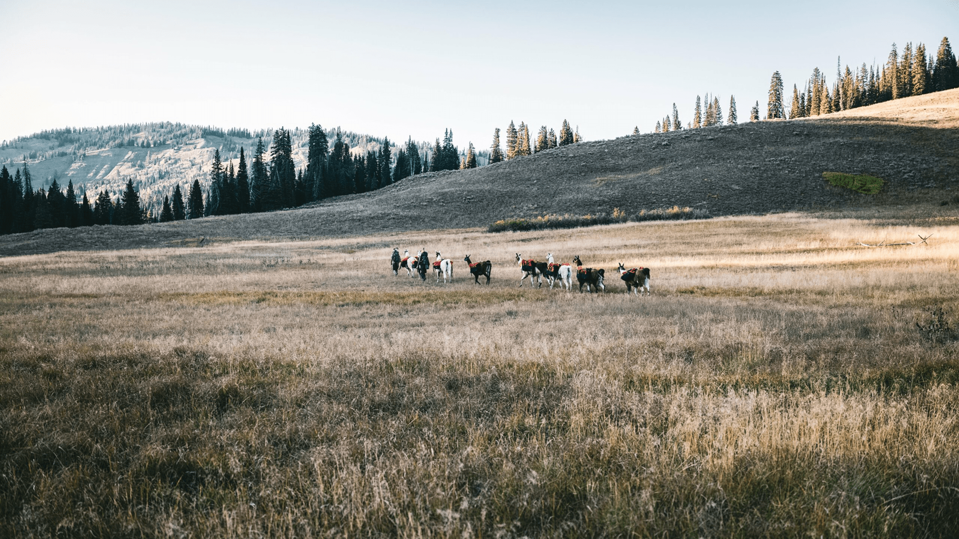 MTN 2 MTN Backcountry Pack Llamas