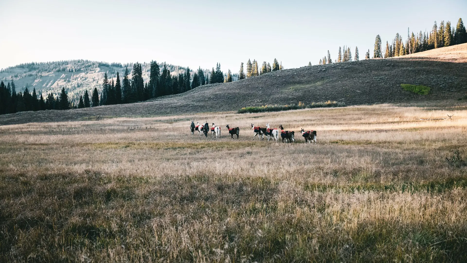 MTN 2 MTN Backcountry Pack Llamas