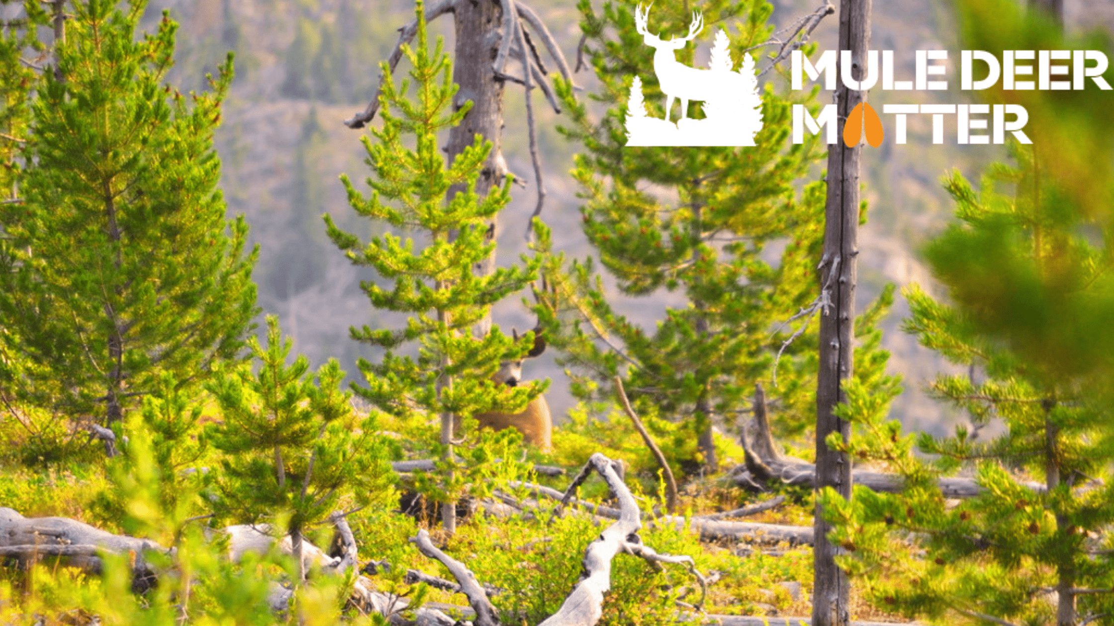 Defend The Hunt Washington Mule Deer