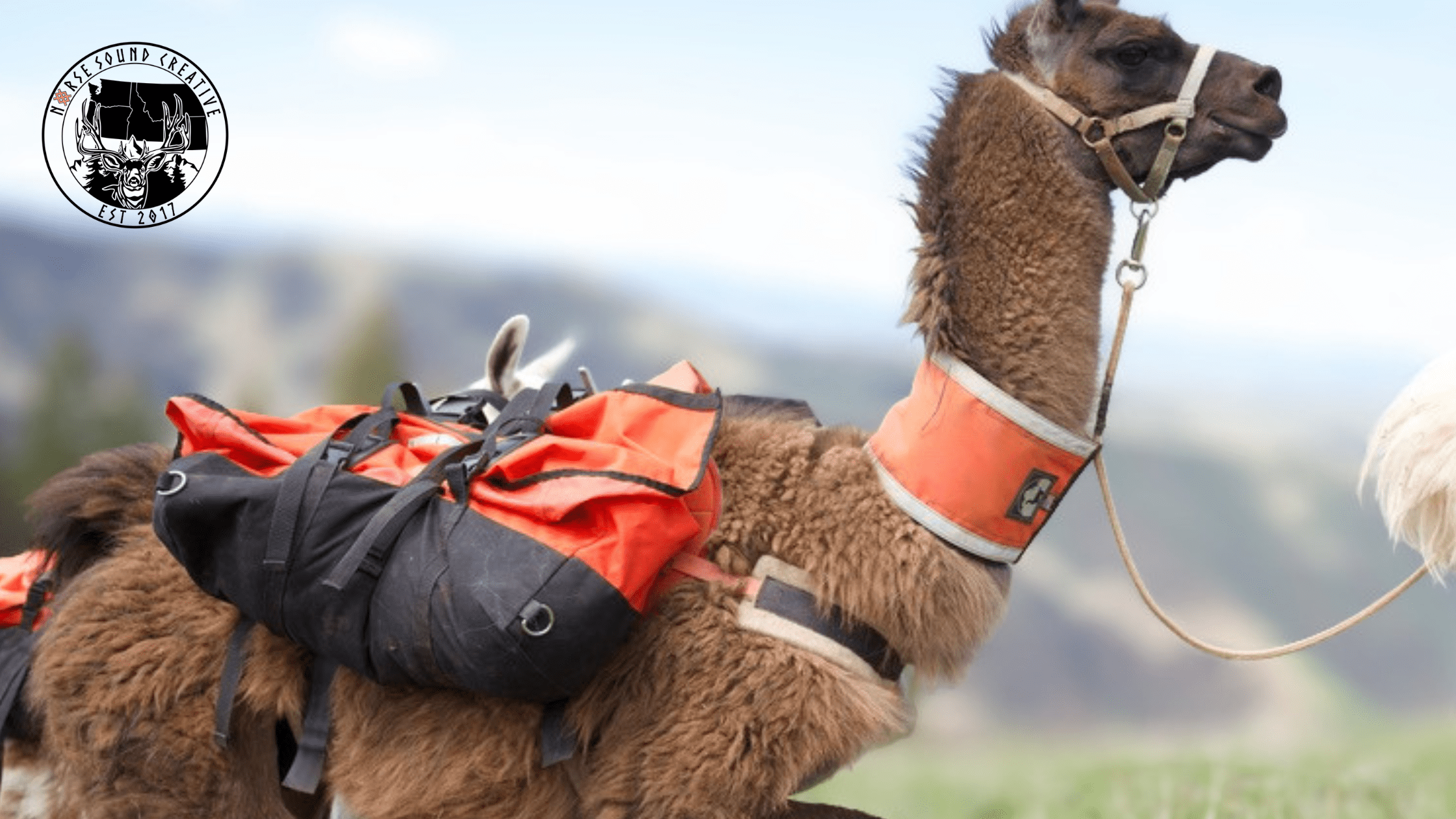 MTN2MTN Backcountry Pack Llamas