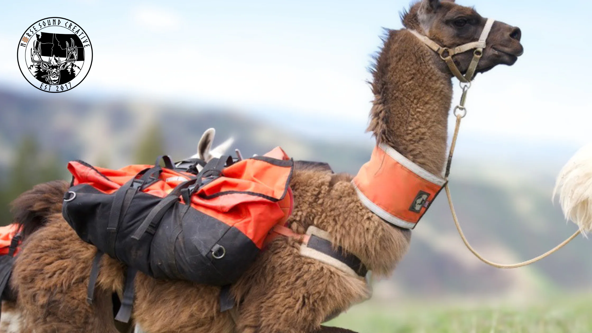 MTN2MTN Backcountry Pack Llamas